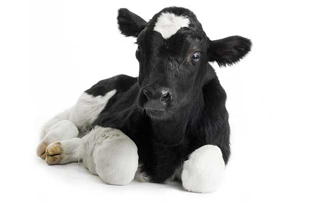kalb